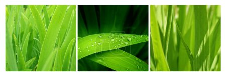 Photo for Set of square posters with green grass in dewdrops. Collection fo summer photo with close up green grass and leaves - Royalty Free Image