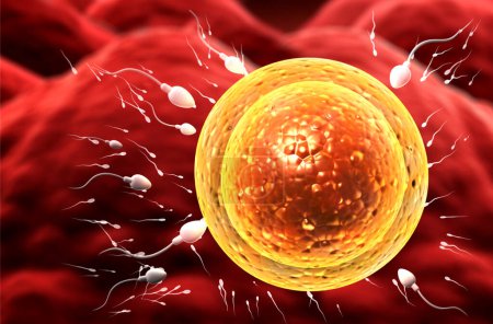 Foto de Banner horizontal con espermatozoides, flotando en el óvulo. El momento de la fertilización de un óvulo con un espermatozoide. Copia espacio para texto. 3d renderizar - Imagen libre de derechos
