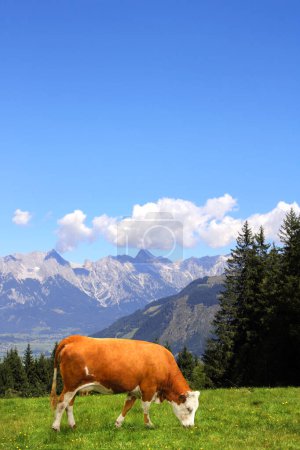 Foto de Vaca pastando en un prado de montaña en las montañas de los Alpes, Tirol, Austria. Vista del idílico paisaje montañoso en los Alpes con hierba verde y vaca roja en un día soleado. Paisaje europeo de montaña - Imagen libre de derechos