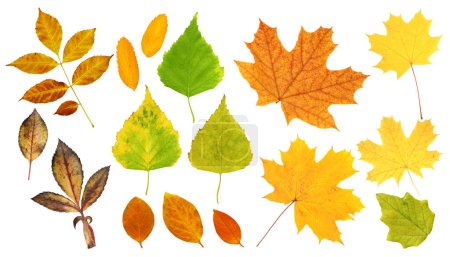 Téléchargez les photos : Ensemble de feuilles d'automne d'un bouleau, érable, peuplier, dogrose, rowan et épine-vinette. Collection de belles feuilles d'automne colorées. Isolé sur fond blanc - en image libre de droit