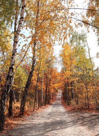 Foto de Calma temporada de otoño. Hermoso paisaje con carretera en bosque de otoño. Árboles de arce y abedul con hojas amarillas y naranjas y sendero en el bosque en un día soleado - Imagen libre de derechos