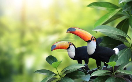 Banner horizontal con dos hermosas aves tucanas de colores (Ramphastidae) en una rama en una selva tropical. Pareja de aves tucanas y hojas de plantas tropicales sobre fondo soleado. Copiar espacio para texto