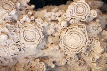 Téléchargez les photos : Stromatolite fossile pétrifiée (cyanobactéries, algues bleu-vert). Stromatolites dans la pierre - en image libre de droit