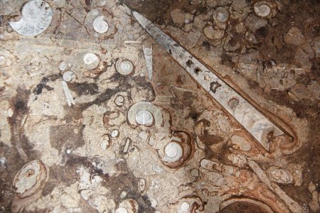 Téléchargez les photos : Coquille fossile pétrifiée de goniatites, d'ammonites et d'orthoceras dans la pierre - en image libre de droit
