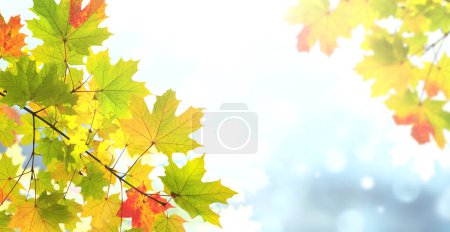 Téléchargez les photos : Calme saison d'automne. Feuilles d'érable sur fond ensoleillé belle nature automne. Bannière d'automne horizontale avec feuille d'érable de couleur rouge, verte et jaune. Espace de copie pour le texte - en image libre de droit