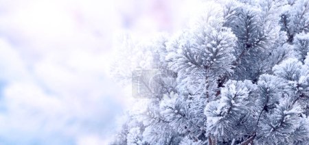 Foto de Banner de Navidad horizontal con rama de pino (abeto escocés) sobre fondo abstracto. Fondo navideño de Navidad con abeto. Copia espacio para texto. Foto tonificada en color rosa y azul - Imagen libre de derechos