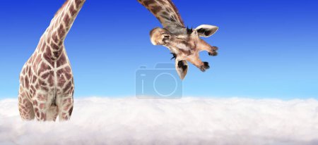 Téléchargez les photos : Tête de girafe pendue à l'envers. Curieux gute girafe aperçoit au-dessus des nuages. Scène fantastique avec une énorme girafe sortant du nuage - en image libre de droit