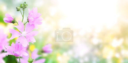 Foto de Flores sobre el fondo soleado hermosa naturaleza primavera. Escena de verano con flor de color lila y hierba verde. Banner de muelle horizontal. Copiar espacio para texto - Imagen libre de derechos