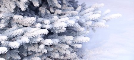 Foto de Banner de Navidad horizontal con ramas cubiertas de escarcha de abeto azul. Fondo navideño de Navidad con nieve y hielo en el abeto. Ramitas de abeto de Colorado cubiertas de escarcha. Foto tonificada en color azul - Imagen libre de derechos