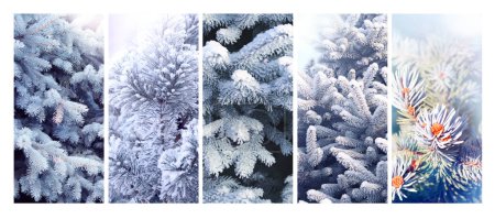 Photo for Set of vertical Christmas banners with branch of blue spruce. Collection of Holiday xmas backgrounds with fir tree on abstract backdrop. Copy space for text. Photo toned in blue color - Royalty Free Image