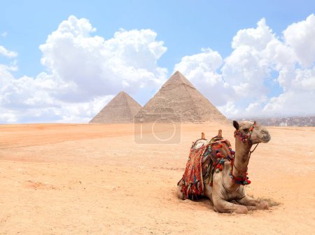 Photo for Camel lying on the sand near to pyramids, Giza, Cairo, Egypt. Famous Great Pyramids of Chephren and Cheops in Egypt - Royalty Free Image
