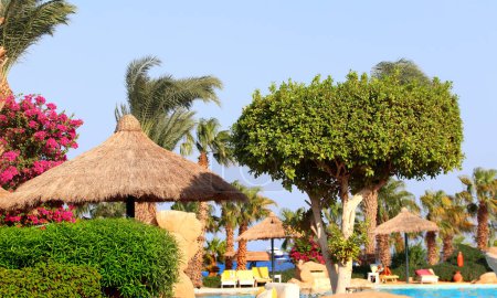 Téléchargez les photos : Palmiers, piscine et chaises longues parasols près de la plage et de la mer Rouge, Egypte. Vacances d'été, détente sur la plage tropicale - en image libre de droit