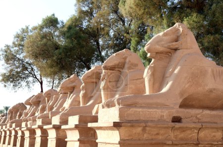 Photo for Famous alley of sphinxes with a ram heads in Karnak Temple, Luxor. Alley of ram-headed sphinxes directed to the main entrance in Karnak Temple Complex, Luxor (ancient Thebes), Egypt, North Africa - Royalty Free Image