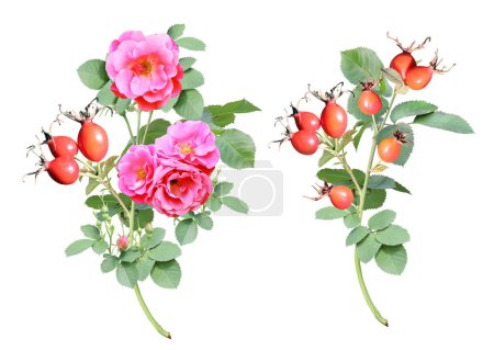 Photo for Branch of Dog rose with red flowers and berries. Sprig of  Rose hip (Eglantine, Briar, Brier). Isolated on white background - Royalty Free Image