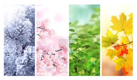 Photo for Four seasons of year. Set of vertical nature banners with winter, spring, summer and autumn scenes. Nature collage with seasonal scenics. Copy space for text - Royalty Free Image