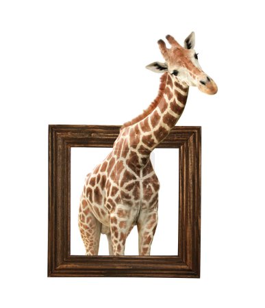 Téléchargez les photos : Jolie girafe curiosité. La girafe semble intéressée. Animal africain regarde avec intérêt à l'intérieur du cadre photo. Girafe dans un cadre en bois avec effet 3D. Isolé sur fond blanc - en image libre de droit