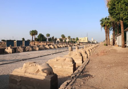 Foto de Famosa avenida de esfinges en Luxor, Egipto, norte de África. Avenida Esfinge a la entrada del Templo de Luxor a la luz del atardecer - Imagen libre de derechos