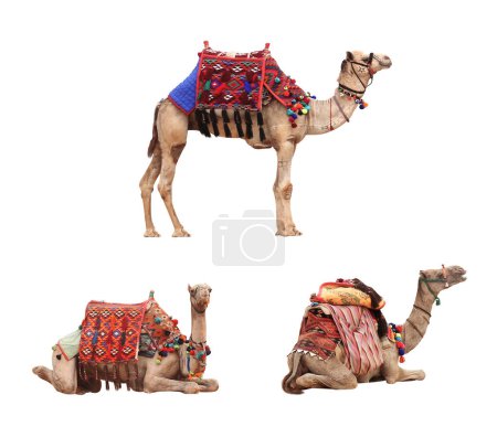 Photo for Set of camel in a colorful horse-cloth. Collection of standing and lying dromedary camels. Isolated on white background - Royalty Free Image