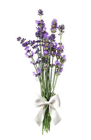 Foto de Ramo de flor de lavanda púrpura, atado con un lazo blanco. Ramo de flores frescas de lavandula. Aislado sobre fondo blanco - Imagen libre de derechos
