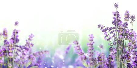 Foto de Flores de lavanda púrpura en el soleado hermoso fondo de primavera de la naturaleza. Escena de verano con flor de lavandula fresca de color lila. Campo de lavanda floreciente. Banner de muelle horizontal. Copiar espacio para texto - Imagen libre de derechos