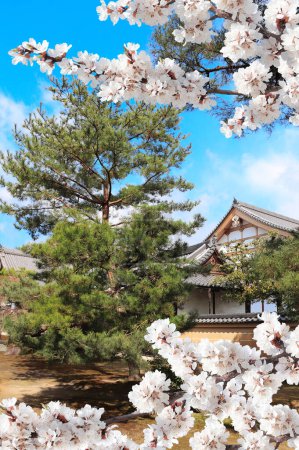 Téléchargez les photos : Ancien pavillon, pins et fleurs blanches de sakura dans le complexe Rokuon-ji (Temple du Jardin des Cerfs). Printemps à Kyoto, Japon. Sakura saison des fleurs. Festival hanami japonais. Saison de floraison des cerisiers en Asie - en image libre de droit