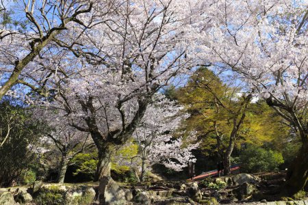 Photo for Sakura blossom trees, sacred Miyajima island, Japan. Spring flowering sakura season. Japanese hanami festival - time when people enjoy sakura blossom. Cherry blossoming season in Japan - Royalty Free Image