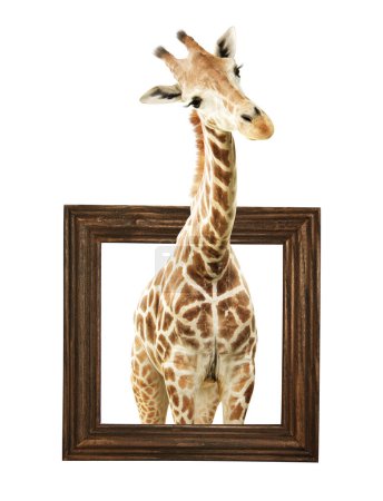 Téléchargez les photos : Jolie girafe curiosité. La girafe semble intéressée. Animal africain regarde avec intérêt à l'intérieur du cadre photo. Girafe dans un cadre en bois avec effet 3D. Isolé sur fond blanc - en image libre de droit