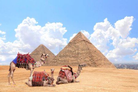 Photo for Camels in a colorful horse-clothes resting on the sand near to pyramids, Giza, Cairo, Egypt. Famous Great Pyramids of Chephren and Cheops, Giza pyramid complex (Giza Necropolis) - Royalty Free Image