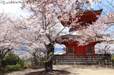 Téléchargez les photos : Pagode japonaise et fleurs de sakura, île sacrée de Miyajima, Japon. Printemps saison de floraison sakura. Festival hanami japonais - temps où les gens aiment la fleur de sakura. Saison de floraison de cerisiers au Japon - en image libre de droit