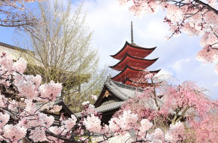 Photo for Goju-no-to pagoda (Five storied pagoda), Itsukushima shrine. Sakura blossom season in Miyajima island, Hiroshima, Japan. Traditional japanese hanami festival. Spring cherry blossoming season in Asia - Royalty Free Image