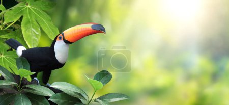 Téléchargez les photos : Bannière horizontale avec bel oiseau toucan coloré (Ramphastidae) sur une branche dans une forêt tropicale. Oiseau toucan et feuilles de plantes tropicales sur fond ensoleillé. Espace de copie pour le texte - en image libre de droit