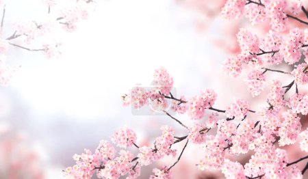 Téléchargez les photos : Bannière horizontale avec des fleurs de sakura de couleur rose sur fond brumeux. Beau fond de printemps nature avec une branche de sakura en fleurs. Sakura floraison saison au Japon - en image libre de droit
