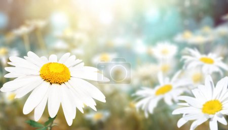 Foto de Flores silvestres de manzanilla en un prado en la naturaleza soleada fondo de primavera. Escena de verano con flor de manzanilla en rayos de luz solar. Primer plano o macro. Una pintoresca foto colorida con un enfoque suave - Imagen libre de derechos