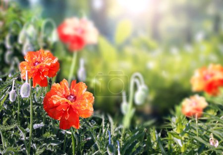 Téléchargez les photos : Fleur de pavot rouge sur fond abstrait de printemps flou et ensoleillé. Scène estivale avec des fleurs de pavot et de l'herbe verte. Bannière horizontale à ressort. Espace de copie pour le texte - en image libre de droit