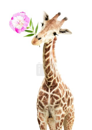 Photo for Giraffe face head hanging upside down. Curious gute giraffe with flower peeks from above. Gift for you concept. Funny giraffe with a flower in its mouth. Isolated on white background - Royalty Free Image