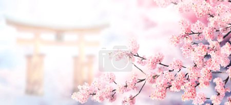 Photo for Horizontal banner with sakura flowers of pink color and Torii gate on misty backdrop. Beautiful nature spring background with a branch of blooming sakura. Sakura blossoming season in Japan - Royalty Free Image