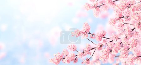 Foto de Banner horizontal con flores de sakura de color rosa sobre fondo de cielo azul. Hermoso fondo de primavera naturaleza con una rama de sakura floreciente. Temporada de flores Sakura en Japón - Imagen libre de derechos