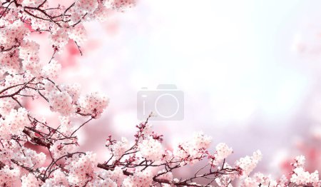 Photo for Horizontal banner with sakura flowers of pink color on misty backdrop. Beautiful nature spring background with a branch of blooming sakura. Sakura blossoming season in Japan - Royalty Free Image