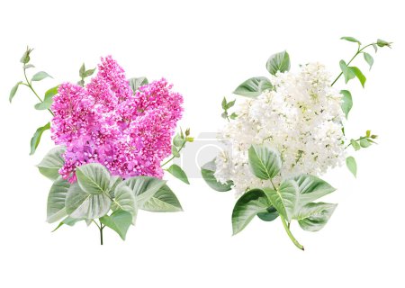 Branch of Lilac with flowers of white and purple color and green leaves. Set of twig of Common Lilac. Isolated on white background