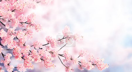 Téléchargez les photos : Bannière horizontale avec des fleurs de sakura de couleur rose sur fond brumeux. Beau fond de printemps nature avec une branche de sakura en fleurs. Sakura floraison saison au Japon - en image libre de droit