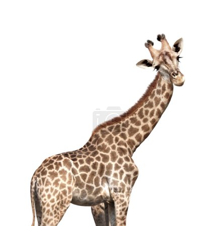 Téléchargez les photos : Jolie girafe curiosité. La girafe semble intéressée. L'animal regarde avec intérêt. Isolé sur fond blanc - en image libre de droit