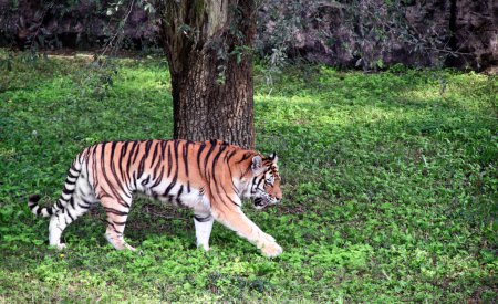 Beautiful tiger walking in forestland. Wild animal in forest. Tiger going on green grass