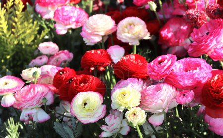 Foto de Ranunculus flores en el macizo de flores en el parque Yamashita, Yokohama, Japón. Colorido primavera Ranunculus asiaticus (Persian buttercup) flores - Imagen libre de derechos