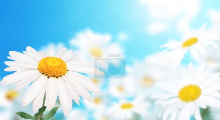 Wild flowers of chamomile in a meadow on sunny nature spring background. Summer scene with camomile flower on blue sky backdrop. A picturesque colorful photo with a soft focus