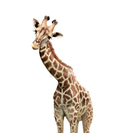 Téléchargez les photos : Jolie girafe curiosité. La girafe semble intéressée. L'animal regarde avec intérêt. Isolé sur fond blanc - en image libre de droit