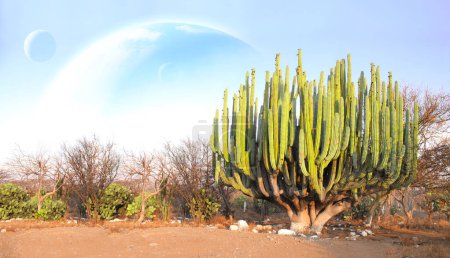 Foto de Fantástico paisaje con desierto de arena, cactus gigantes y planetas en el cielo. Hermoso paisaje con dunas de arena roja, cactus y tres planetas en el cielo azul. 3d renderizar - Imagen libre de derechos