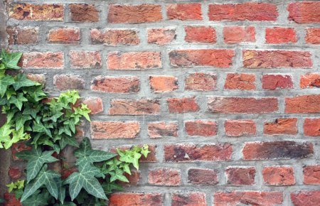 Téléchargez les photos : Gros plan de feuilles de lierre commun (Hedera helix) sur un vieux mur de briques. Fond horizontal avec Ivy poussant sur un mur de briques. Espace de copie pour le texte - en image libre de droit