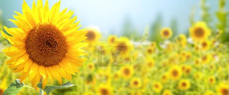 Sunflower on blurred sunny nature background. Horizontal agriculture summer banner with sunflowers field. Organic food production. Harvest of farm product. Oilseed crop. Copy space for text