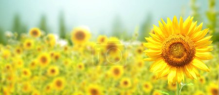 Foto de Sunflower on blurred sunny nature background. Horizontal agriculture summer banner with sunflowers field. Organic food production. Harvest of farm product. Oilseed crop. Copy space for text - Imagen libre de derechos