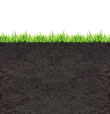Photo for Environmental and conservation protection background. Cross section of grass and soil. Side view of black ground and green grass. Copy space for text. Isolated on white background - Royalty Free Image